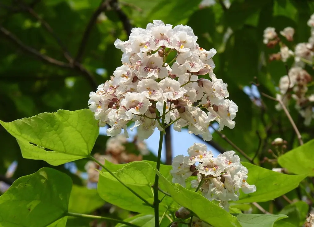 catalpa fiore - A cosa serve la catalpa