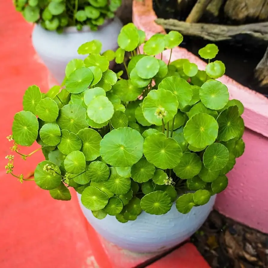 centella asiatica fiori - A cosa serve la centella asiatica