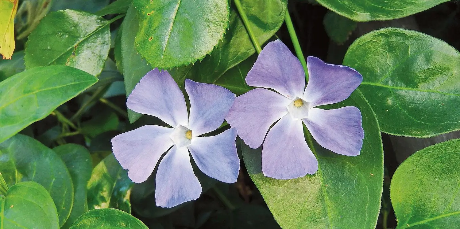 fiori pervinca - A cosa serve la Pervinca