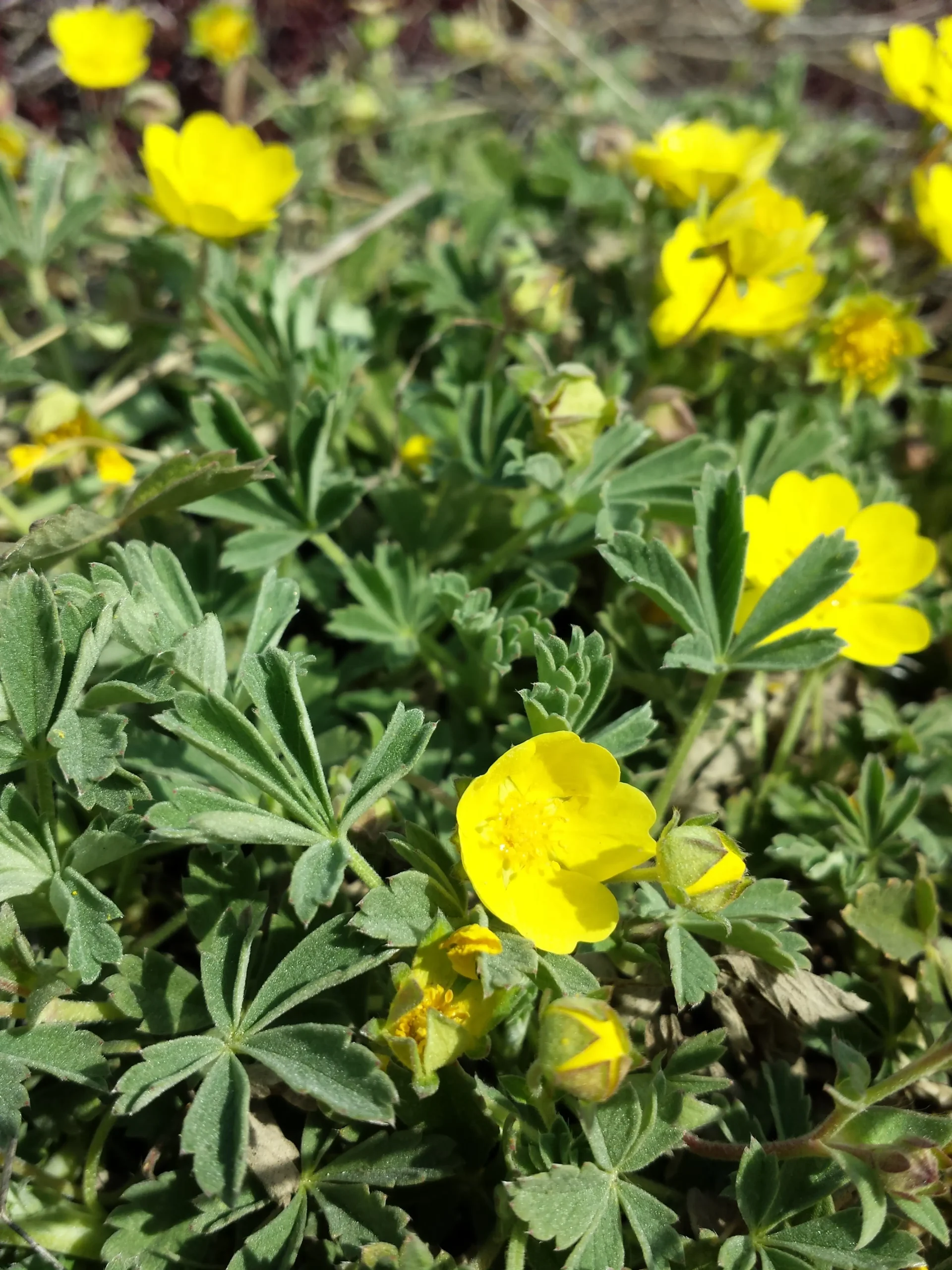 fiori potentilla - A cosa serve la Potentilla