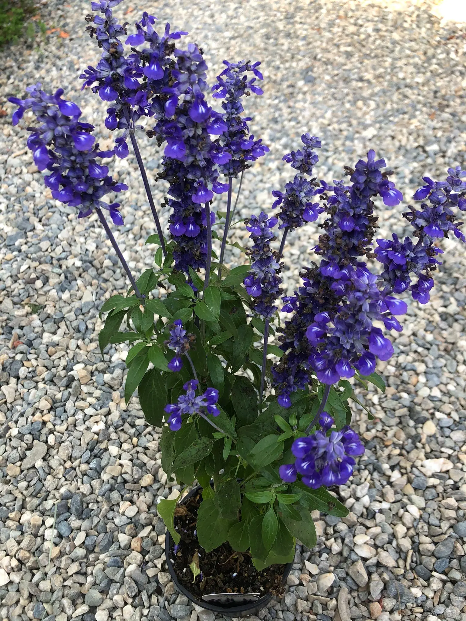 Salvia da fiore blu - A cosa serve la salvia blu salvia da fiore blu - A cosa serve la salvia blu