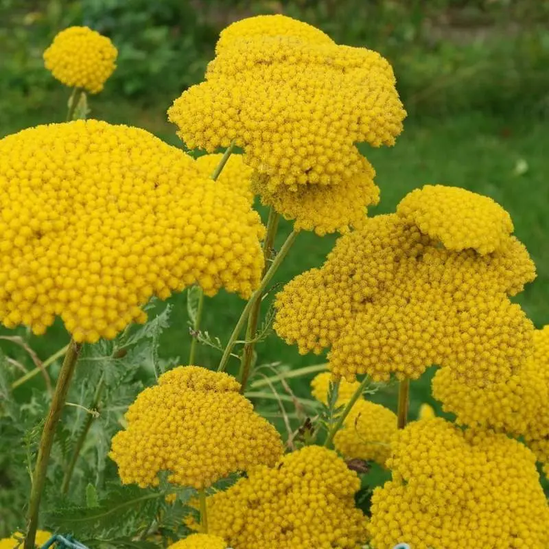 fiori di achillea - A cosa serve la tisana di achillea