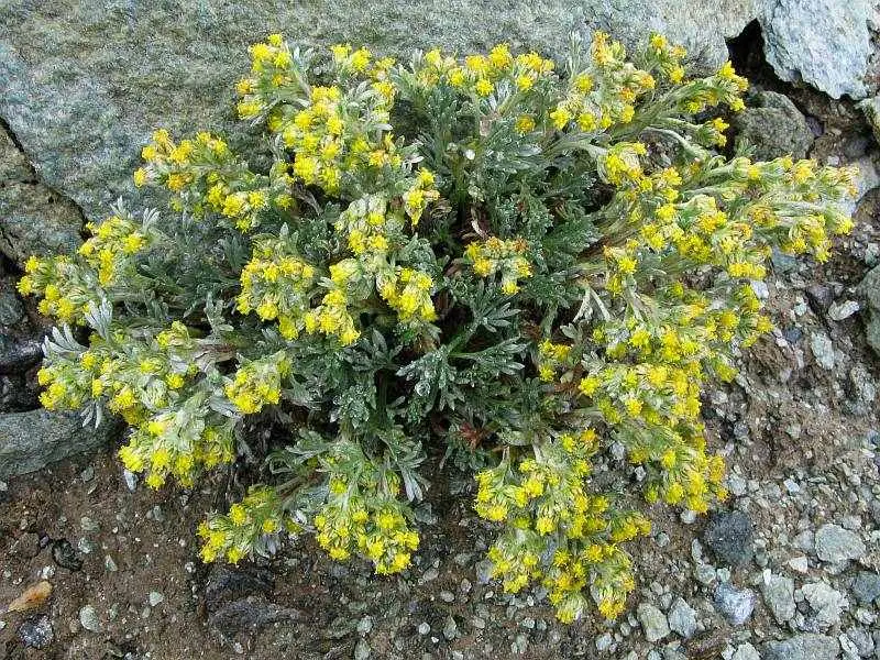 A cosa serve la tisana di Artemisia - A cosa serve la tisana di Artemisia fiori di artemisia - A cosa serve la tisana di Artemisia
