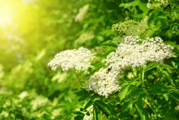 Fiori di Sambuco: Proprietà e Benefici - A cosa serve la tisana di sambuco fiori di sambuco proprietà - A cosa serve la tisana di sambuco