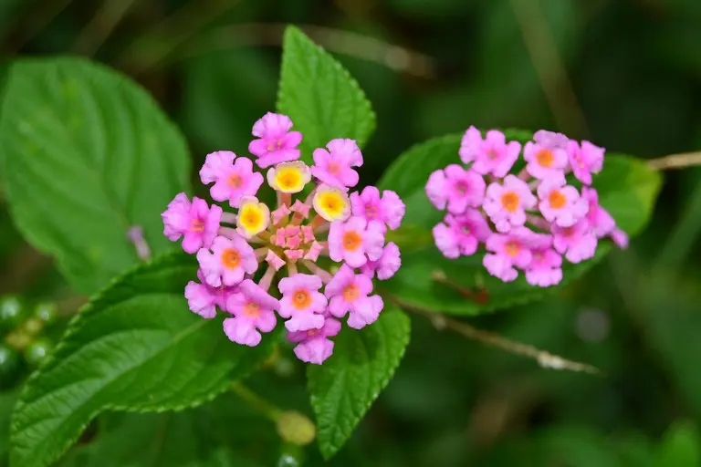 verbena odorosa fiori - A cosa serve la verbena odorosa
