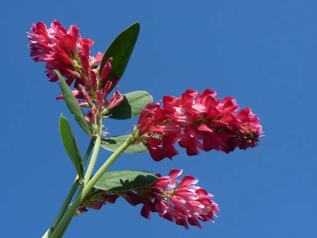 Fiori di Sulla: Proprietà, Utilizzi e Benefici - A cosa serve miele di sulla fiori di sulla - A cosa serve miele di sulla