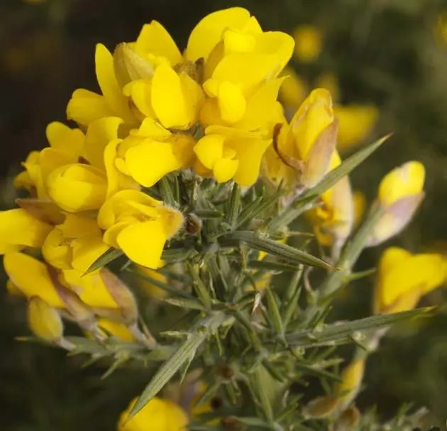 A cosa serve Gorse Fiori di Bach: la guida completa - A cosa serve Oak gorse fiori di bach - A cosa serve Oak