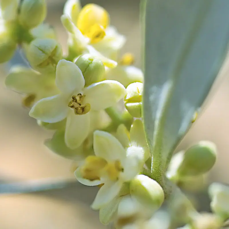 olive fiori di bach - A cosa serve olive dei fiori di Bach
