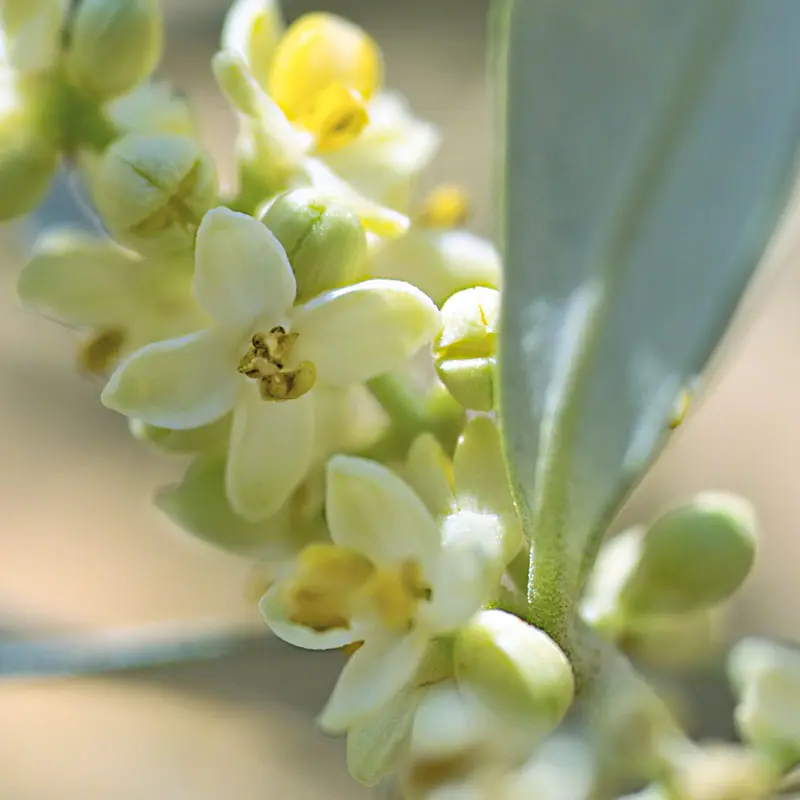 Olive Fiori di Bach: un rimedio naturale per la stanchezza e l'esaurimento - A cosa serve olive dei fiori di Bach olive fiori di bach - A cosa serve olive dei fiori di Bach