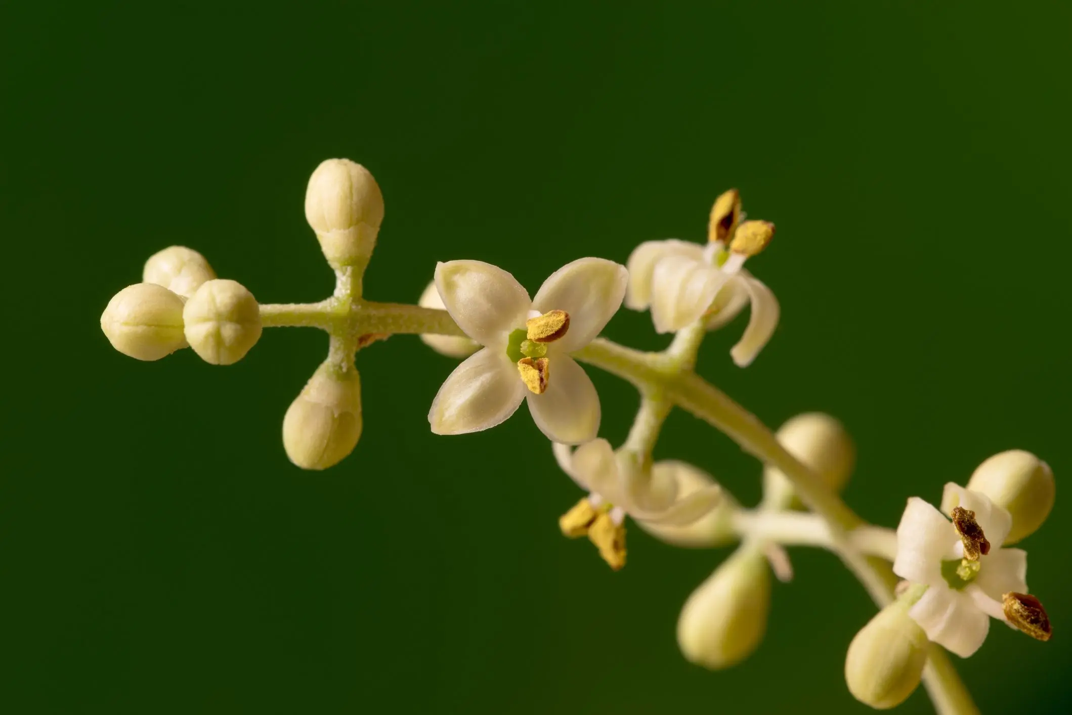 Olive Fiori di Bach: un rimedio naturale per la stanchezza e l'esaurimento - A cosa serve olive olive fiori di bach - A cosa serve olive