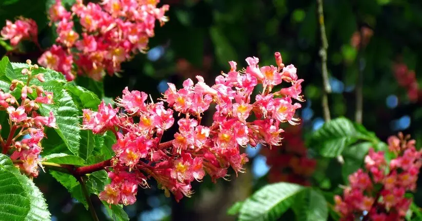 red chestnut fiori di bach - A cosa serve Red Chestnut