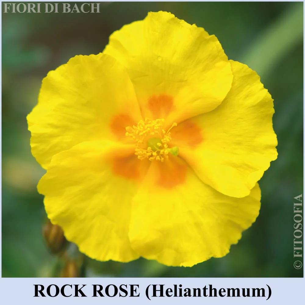 rock rose fiori di bach - A cosa serve rock rose fiori di Bach
