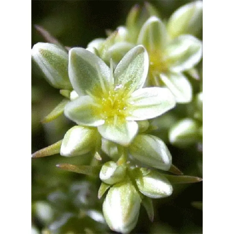 scleranthus fiori di bach - A cosa serve scleranthus fiori di Bach
