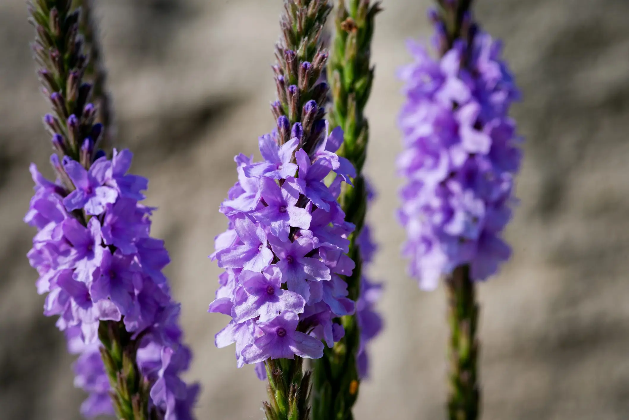 Vervain Fiore di Bach: Un rimedio naturale per ritrovare l'equilibrio mentale e fisico - A cosa serve Vervain vervain fiore di bach - A cosa serve Vervain