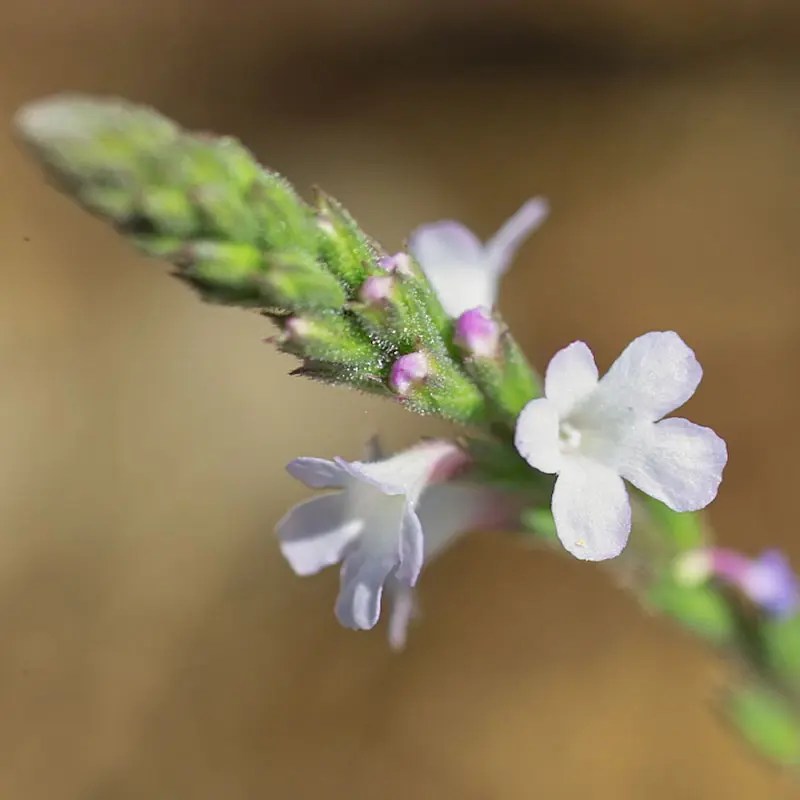 Vervain Fiore di Bach: Un rimedio naturale per ritrovare l'equilibrio mentale e fisico - A cosa serve Vervain fiori di Bach vervain fiore di bach - A cosa serve Vervain fiori di Bach