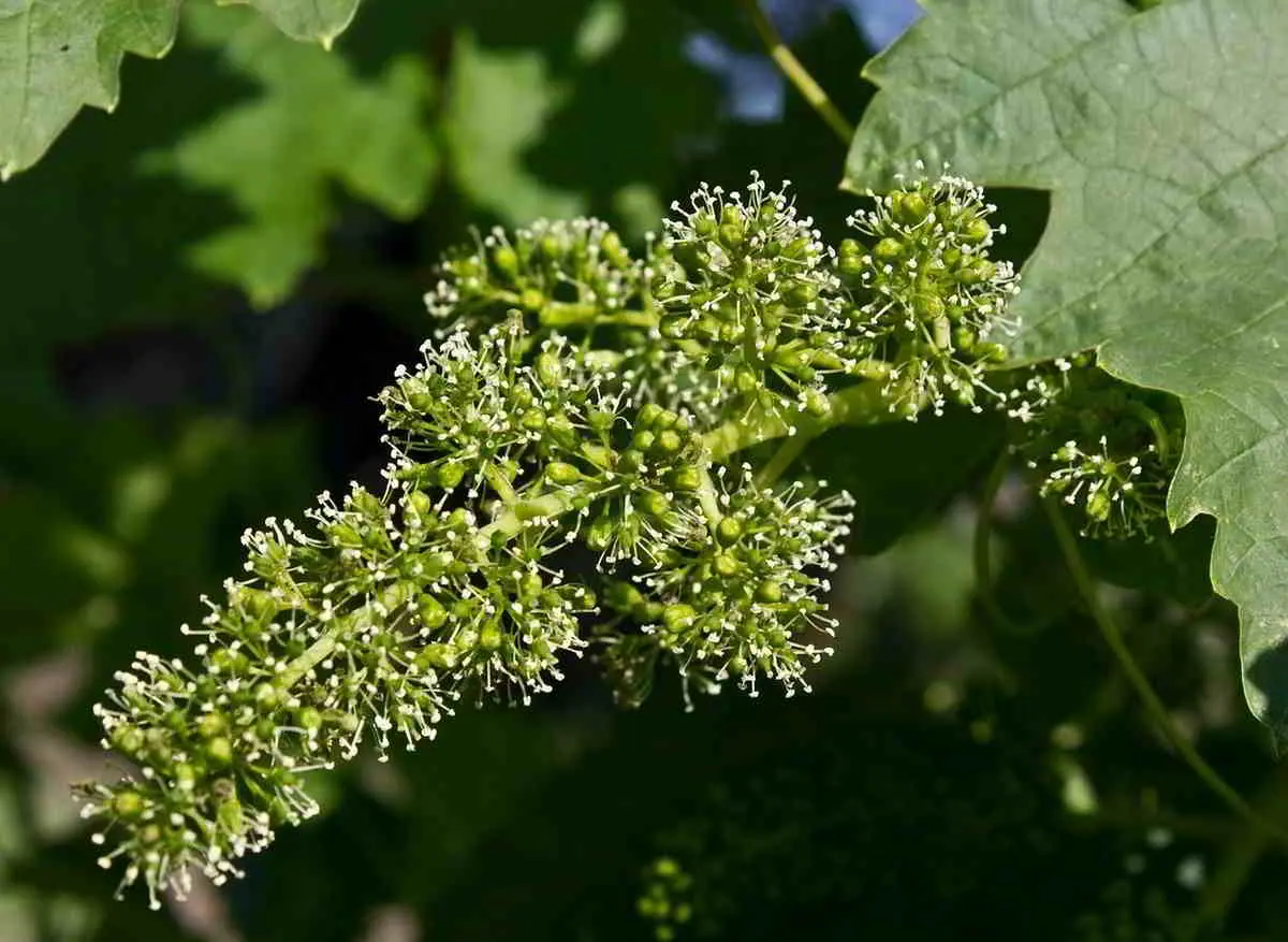 Vine Fiori di Bach: il rimedio naturale per la rigidità mentale e l'inflessibilità - A cosa serve Vine fiori di Bach vine fiore di bach - A cosa serve Vine fiori di Bach