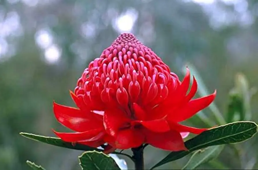 A cosa serve il waratah fiore australiano? - A cosa serve waratah waratah fiore australiano - A cosa serve waratah