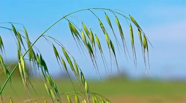 Wild Oat Fiore di Bach: Un rimedio naturale per trovare la tua strada - A cosa serve Wild Oat wild oat fiore di bach - A cosa serve Wild Oat