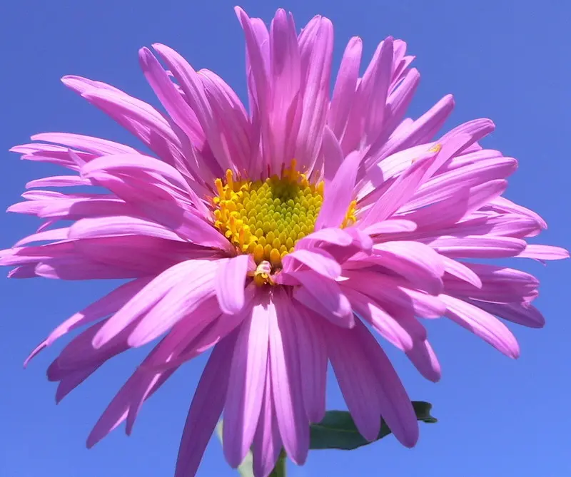 aster fiori - A cosa servono gli Aster
