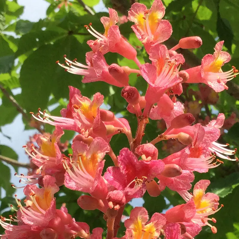 red chestnut fiori di bach - A cosa servono i fiori di Bach White Chestnut