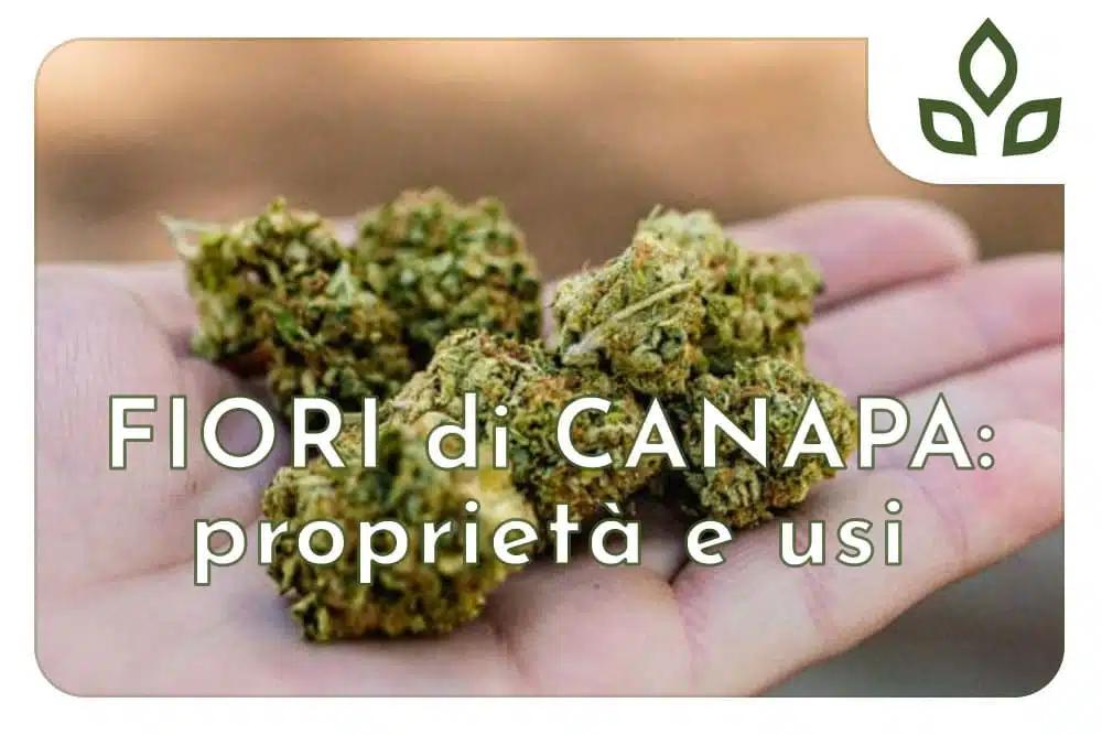 A cosa servono i fiori di canapa - A cosa servono i fiori di canapa fiori di canapa - A cosa servono i fiori di canapa