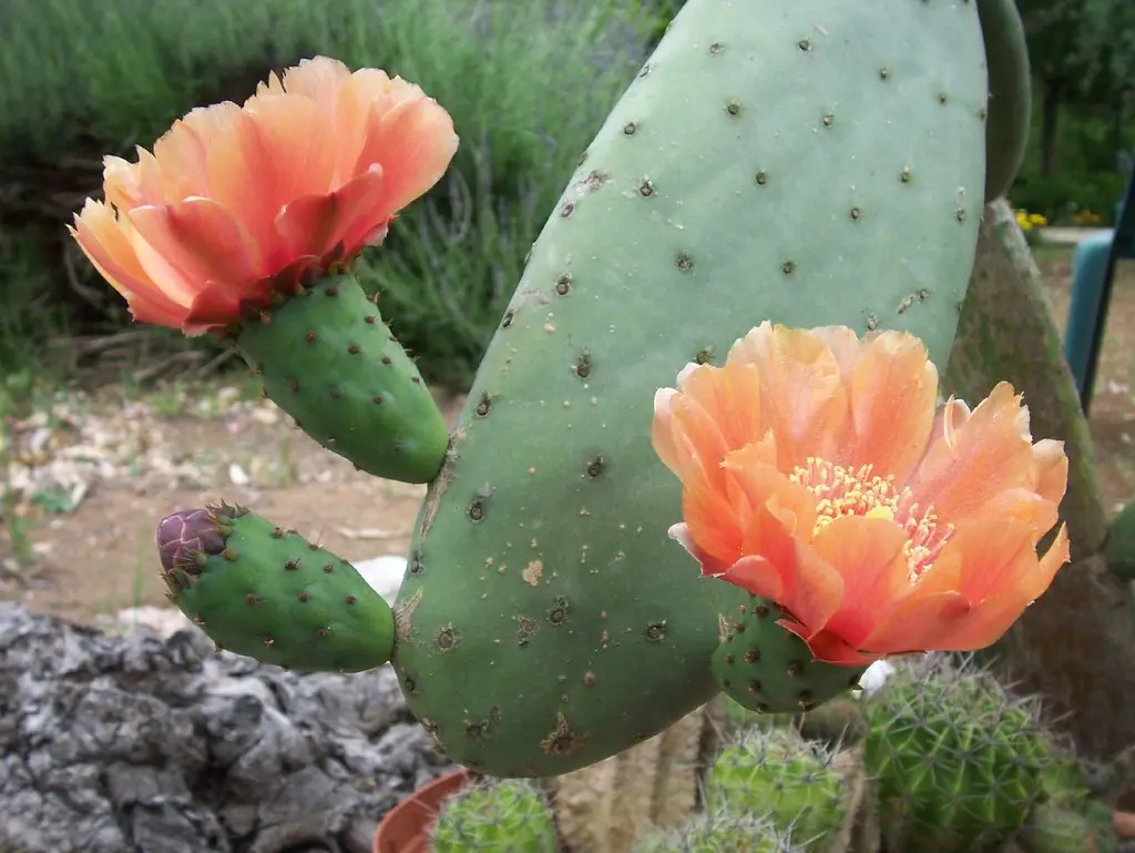 Fiore di Fichi d'India: Benefici per la Salute e Utilizzi - A cosa servono i fiori di fico d'India fiore di fichi d'india - A cosa servono i fiori di fico d'India