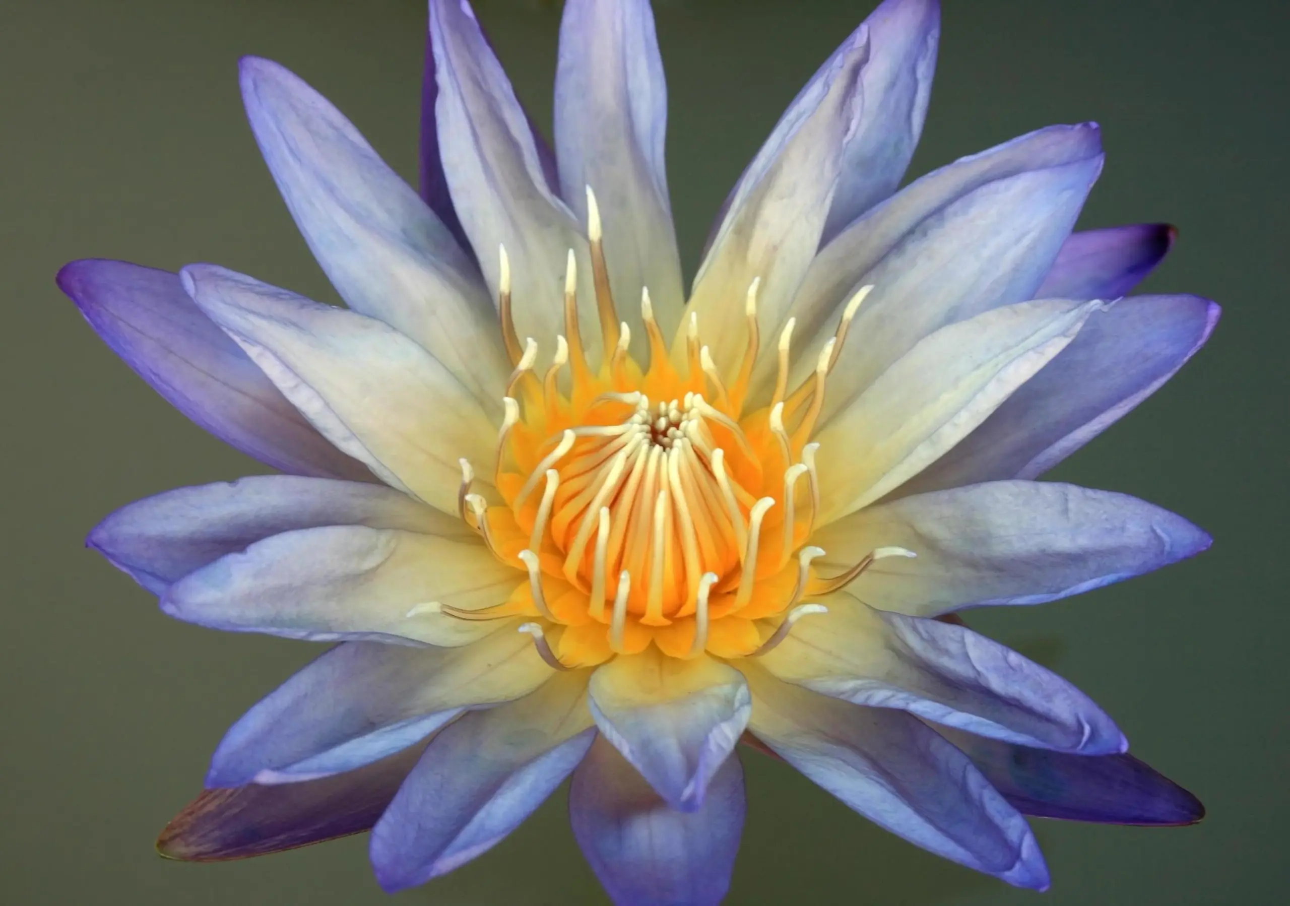 fiori di loto blu effetti - A cosa servono i fiori di loto