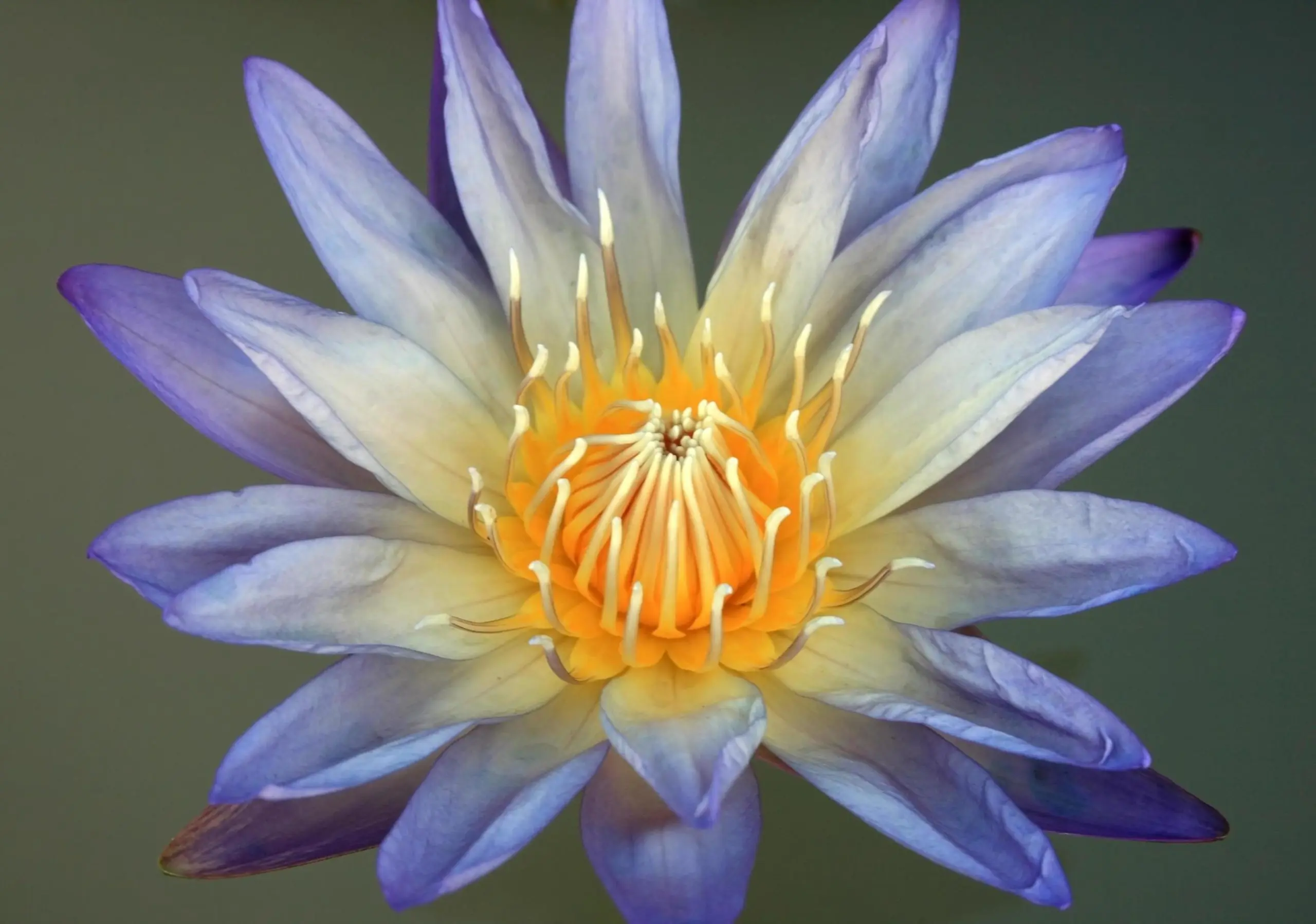 Fiori di Loto Blu: Effetti e Benefici - A cosa servono i fiori di loto fiori di loto blu effetti - A cosa servono i fiori di loto