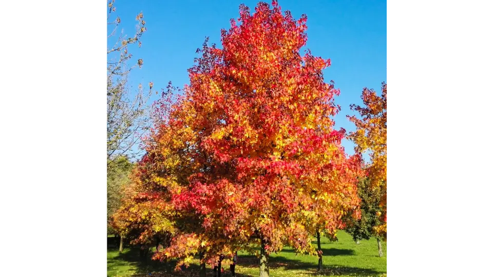 Liquidambar fiore: tutto quello che devi sapere - Che albero è il Liquidambar liquidambar fiore - Che albero è il Liquidambar