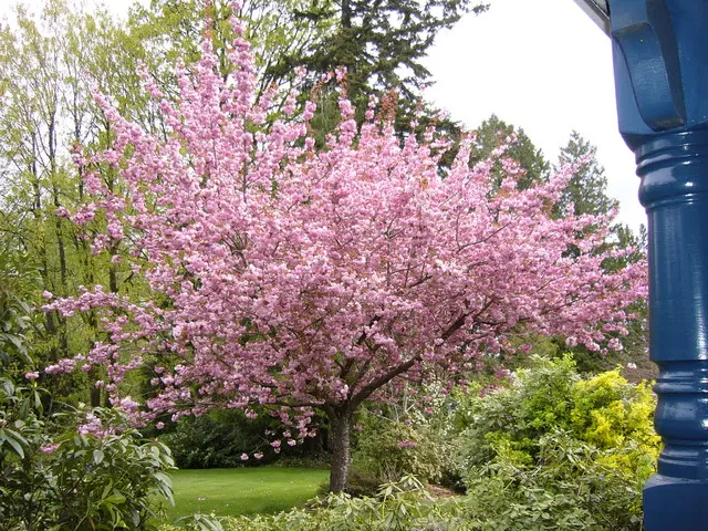 Alberi con fiori bianchi piccoli: come scegliere e coltivare - Che albero mettere in un piccolo giardino alberi con fiori bianchi piccoli - Che albero mettere in un piccolo giardino