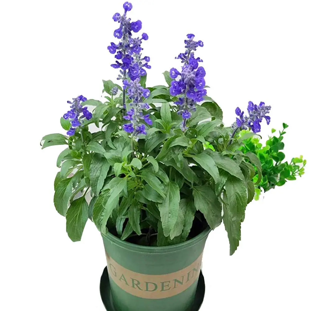 fiori di salvia - Che benefici ha la salvia