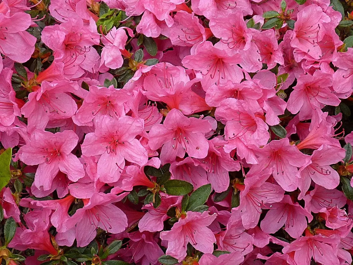 Azalea fiore significato: scopri tutto sul significato del fiore di azalea - Che colore è azalea azalea fiore significato - Che colore è azalea
