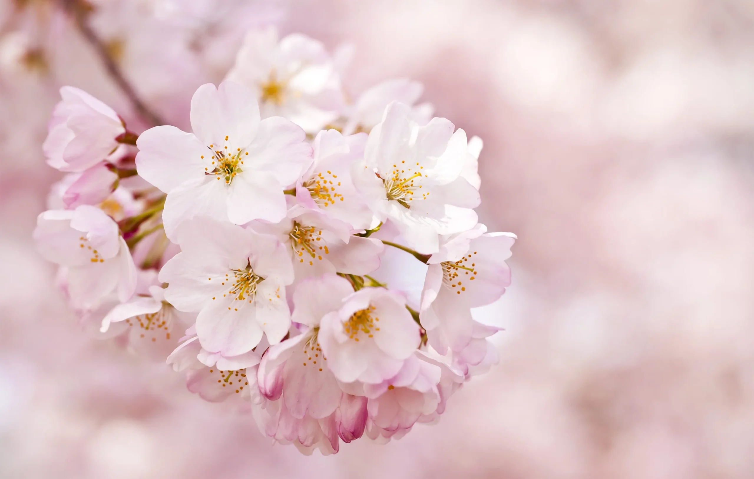 Di che colore sono i fiori del ciliegio? - Che colore è il ciliegio di che colore sono i fiori del ciliegio - Che colore è il ciliegio