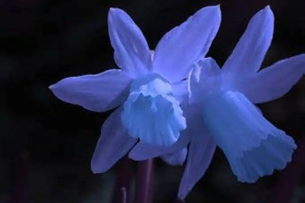 Blu Narciso Fiore: Un'elegante bellezza floreale - Che colore è il fiore narciso blu narciso fiore - Che colore è il fiore narciso