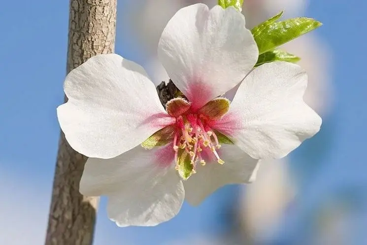 Fiori di Mandorlo Colore: Il fascino dei fiori di mandorlo - Che colore è il mandorlo fiori di mandorlo colore - Che colore è il mandorlo
