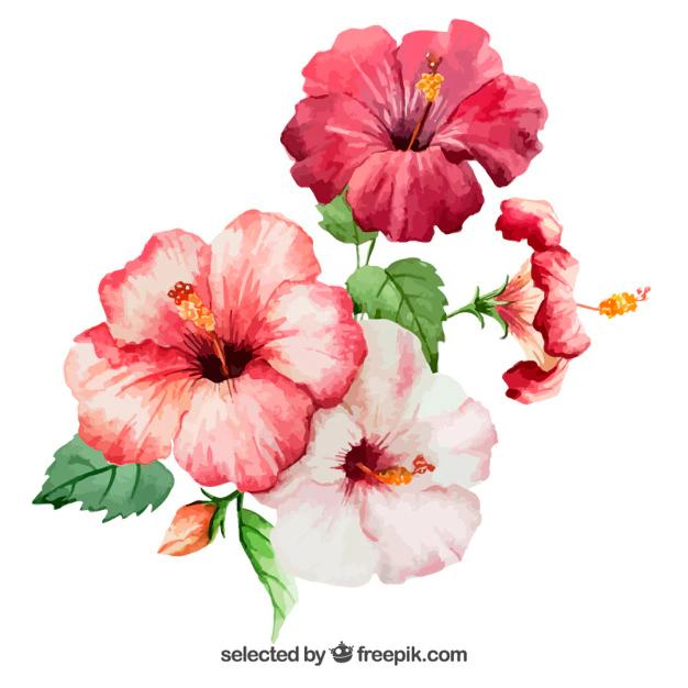 Fiore Ibisco Disegno: Tutto ciò che devi sapere - Che colore è l ibisco fiore ibisco disegno - Che colore è l ibisco