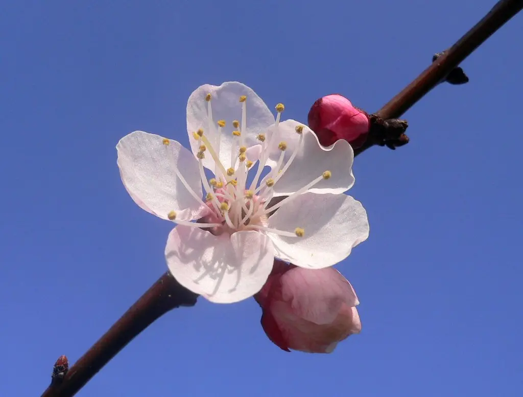 fiore albicocco - Che colore sono i fiori dell albicocco