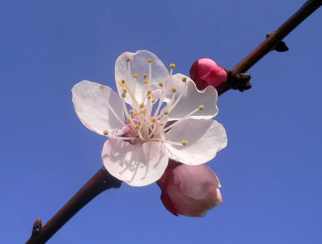 Fiore Albicocco: Una Meravigliosa Esplosione di Colori - Che colore sono i fiori dell albicocco fiore albicocco - Che colore sono i fiori dell albicocco