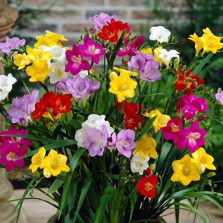 fresie fiori significato - Che colore sono le fresie