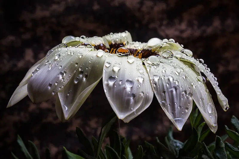 Amato di Fiore: La tua fioreria di fiducia - Che cos'è la legge 81 del 2008 amato di fiore - Che cos'è la legge 81 del 2008
