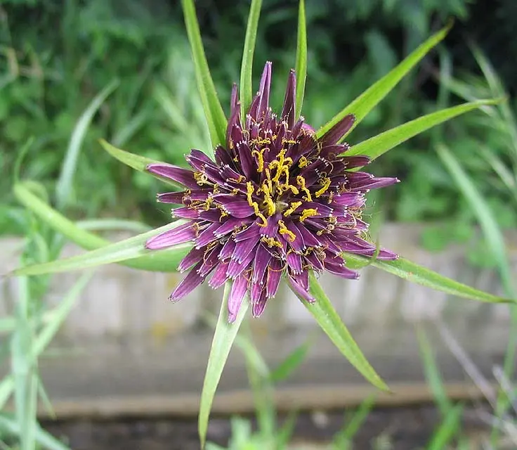 Scorzonera fiore: proprietà e benefici per la salute - Che cos'è la Scorzobianca scorzonera fiore - Che cos'è la Scorzobianca
