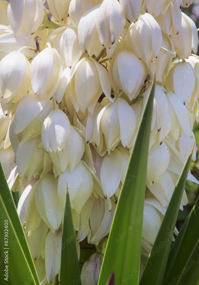 fiori a grappolo - Che cosa fanno i fiori