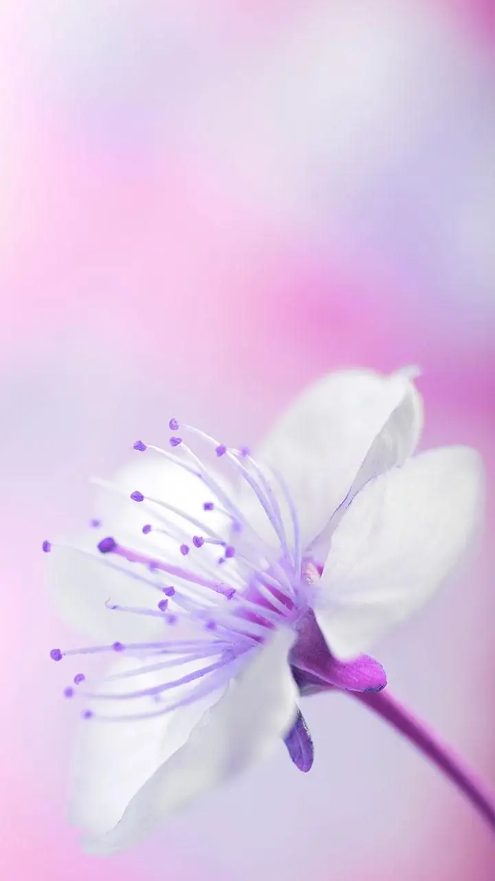 Sfondi Fiori Primaverili: La Bellezza Naturale che Illumina il Tuo Schermo - Che cosa fanno i fiori in primavera sfondi fiori primaverili - Che cosa fanno i fiori in primavera
