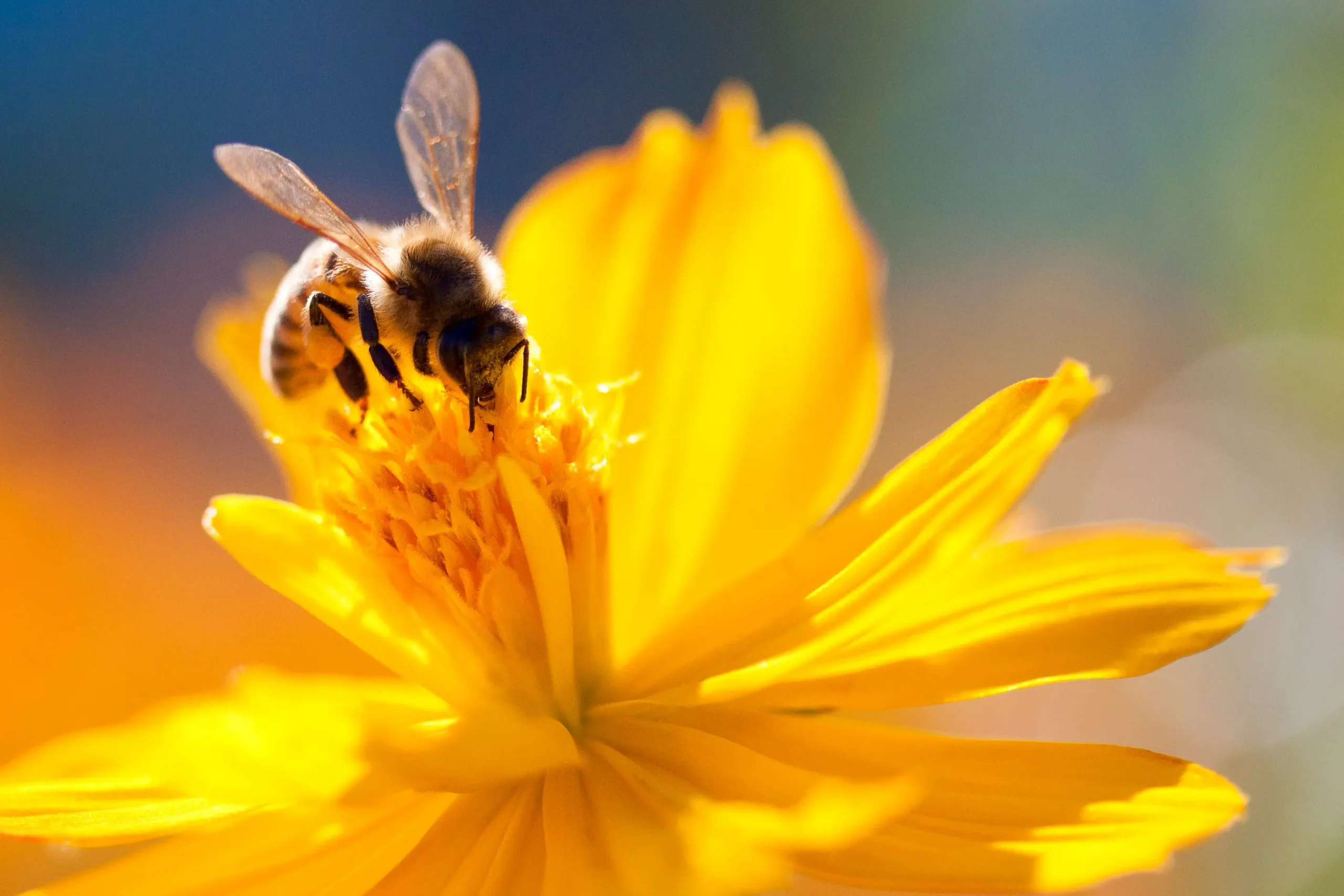 api e fiori - Che cosa fanno le api sui fiori