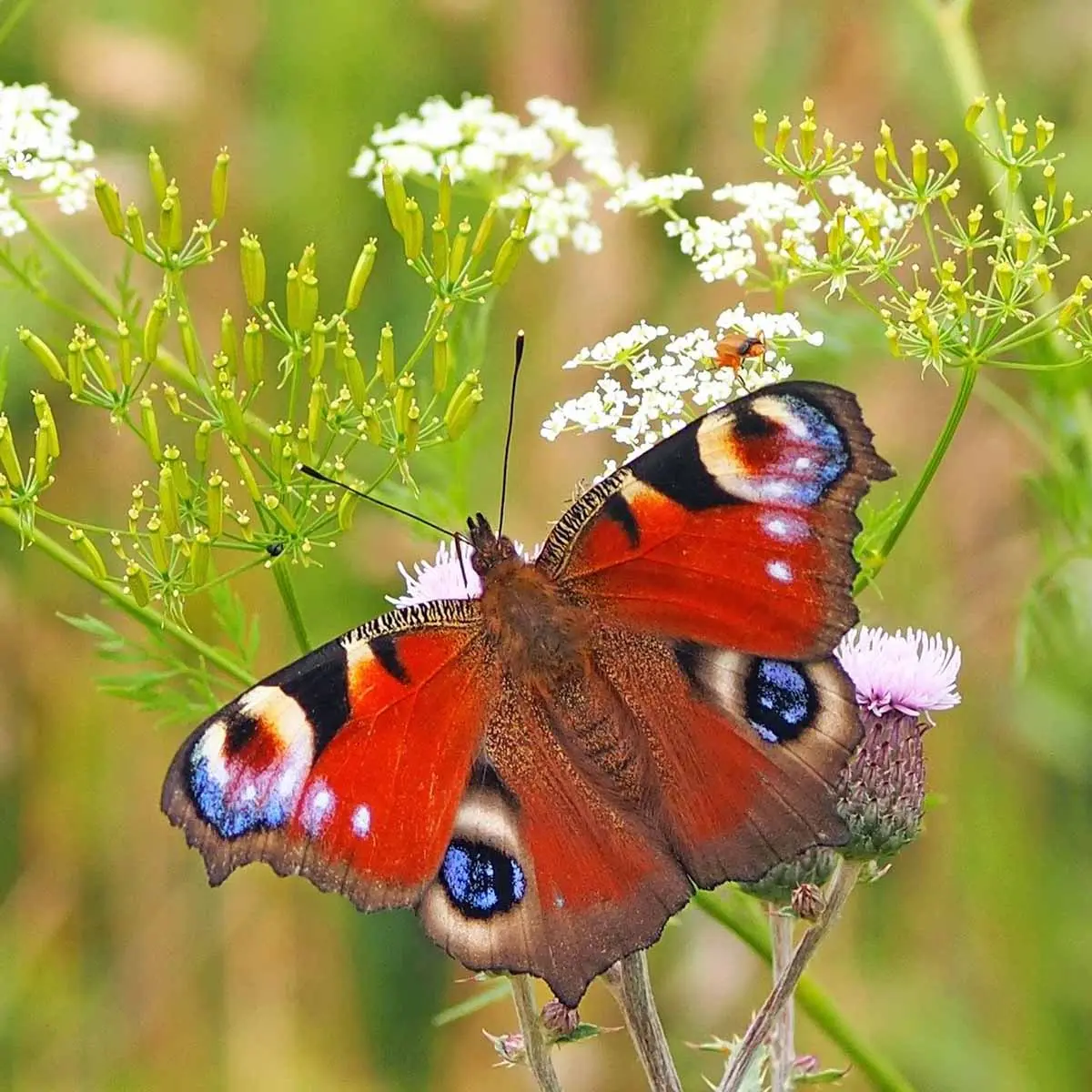 Farfalle e fiori: una connessione naturale