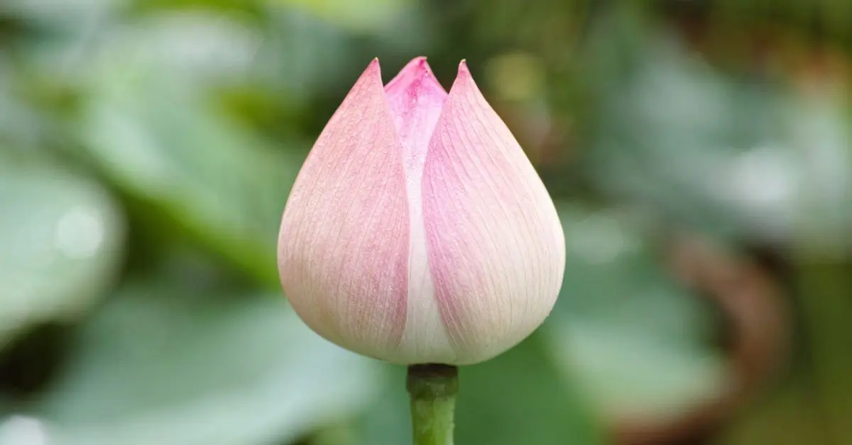 Gemma Fiori: tutto quello che devi sapere sul risveglio della vegetazione in primavera - Che cosa producono le gemme in primavera gemma fiori - Che cosa producono le gemme in primavera