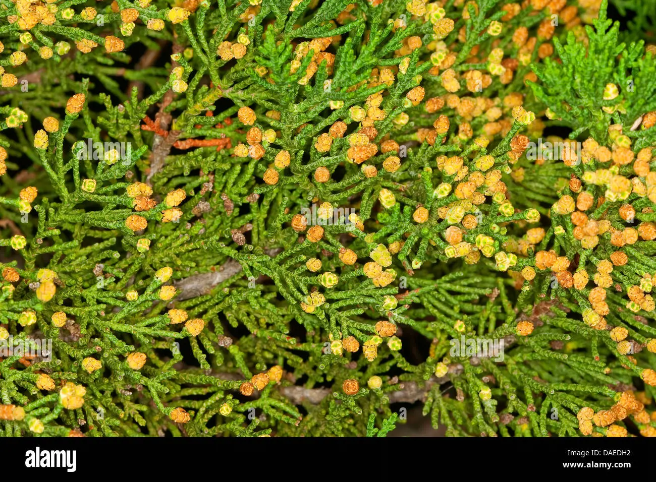 Fiore Cipresso: Un Simbolo di Immortalità e Longevità - Che cosa rappresenta il cipresso fiore cipresso - Che cosa rappresenta il cipresso