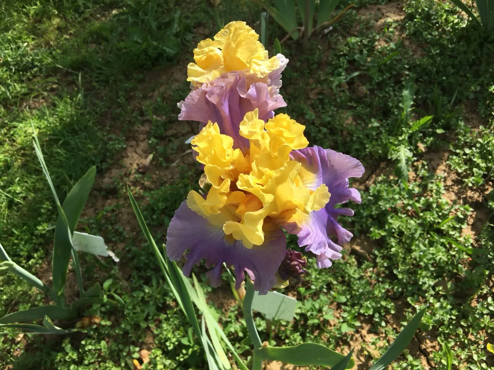 Il fiore nello stemma di Firenze - Che cosa rappresenta lo stemma di Firenze il fiore nello stemma di firenze - Che cosa rappresenta lo stemma di Firenze