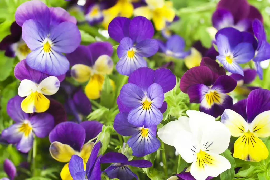 Fiori da piantare a marzo aprile - Che cosa si pianta nel mese di marzo aprile fiori da piantare a marzo aprile - Che cosa si pianta nel mese di marzo aprile