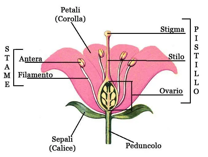 Che cosa sono i fiori ermafroditi - Che cosa sono i fiori ermafroditi fiore ermafrodito - Che cosa sono i fiori ermafroditi